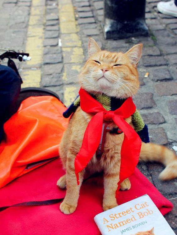 Bob the cat as A Street Cat Named Bob (2016). Image courtesy of the official Bob the cat Facebook page.