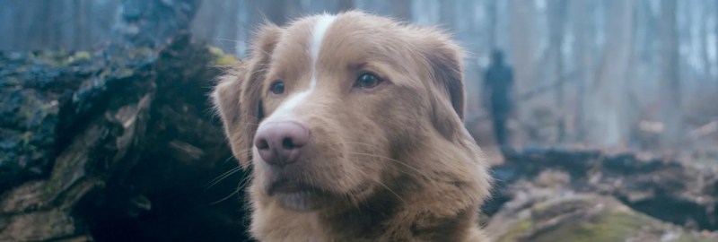 Good Boy (2025) Indy the dog